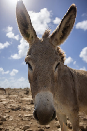 Portrait of a donkey on a deserted land. Closeup.の写真素材