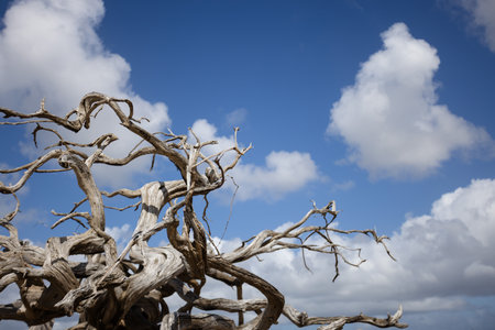 Twisted dry tree branches on the blue sky with fluffy white clouds background.の写真素材