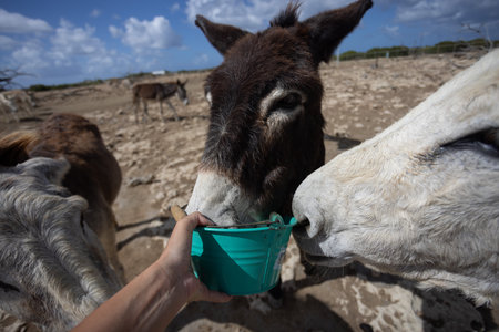 Feeding donkeys with animal treats.の写真素材