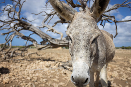 Donkey standing on a deserted land. Wild donkeys. Closeup.の写真素材