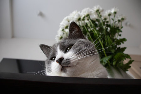 Portrait of the cat with green eyes laying down on the table near vase with flowers.の写真素材