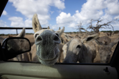 Wild funny donkeys looking into car through opened car window. Curious donkeys.の写真素材