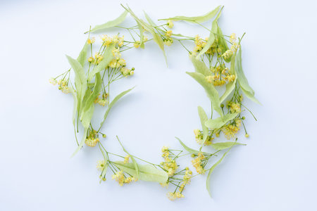 Circle from linden flowers with leafs on a white background.