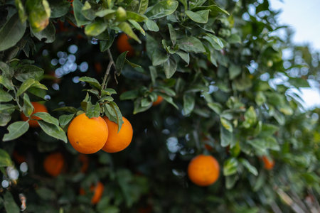 Fresh ripe oranges on a tree. Citrus trees.の写真素材