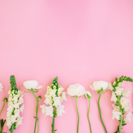 Frame of white flowers - ranunculus and snapdragonon pink background. Flat lay, top view. Floral background.