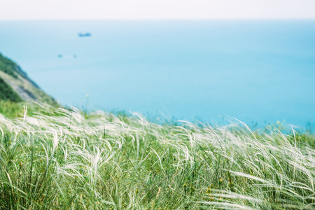 Cliff with frees and blue sea. Beautiful Grass and oceanの写真素材