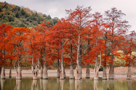 Red swamp cypresses and lake in Sukkoの写真素材