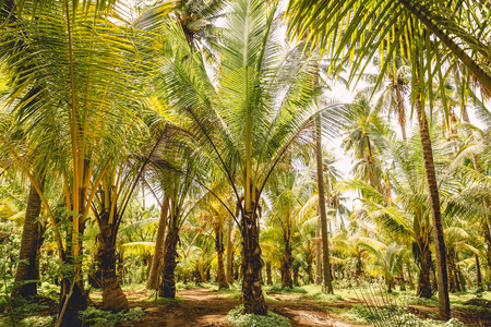 Coconut palms in tropical island. Forest of palmsの写真素材