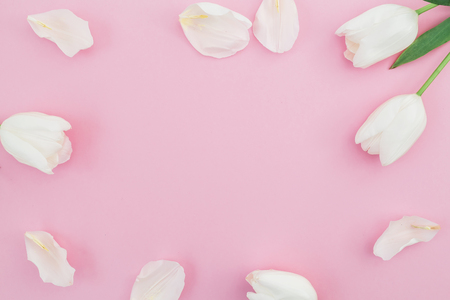 Floral background with white tulips flowers on a pink pastel background. Flat lay, top view. Spring time background.の写真素材