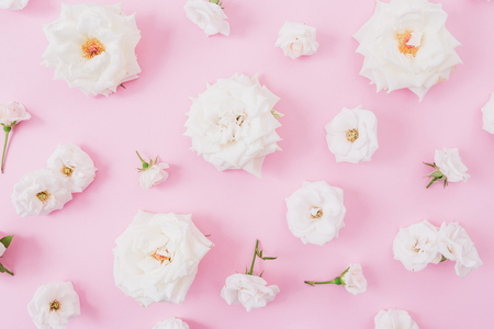 White roses and buds on a pink background. Flat lay, top view. Pastel background.の写真素材
