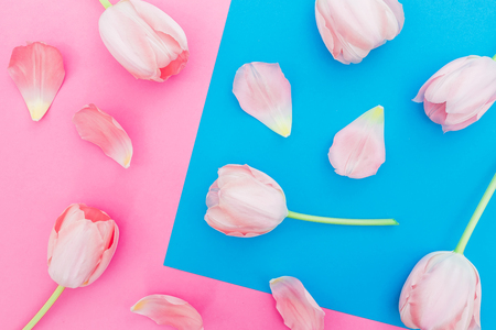 Tulips flowers and petals on pastel blue and pink background. Top view. Flat lay, floral patternの写真素材