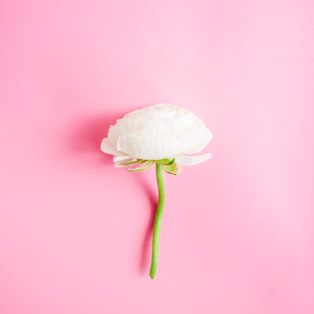 White flower isolated on pink background. Flat lay, top view. Floral background.