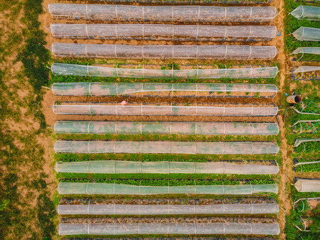 Aerial view with agriculture plantation. Farm with vegetables