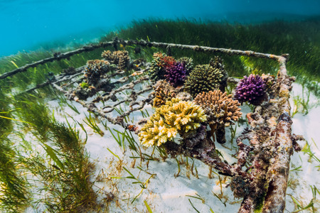 Underwater scene with corals and copy space. Tropical seaの写真素材