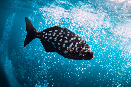 Underwater wild world with school of fish in blue ocean