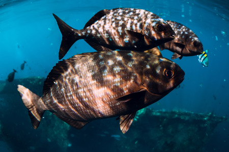 Underwater wild world with school of fish in blue oceanの写真素材