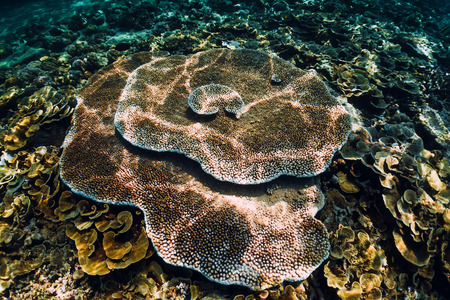 Corals underwater in tropical blue oceanの写真素材