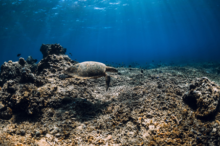Sea turtle floating over beautiful natural ocean background with corals. Green sea turtle closeupの写真素材