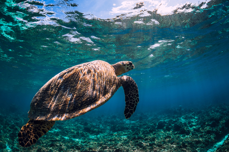 Sea turtle floating over corals in underwater ocean.の写真素材