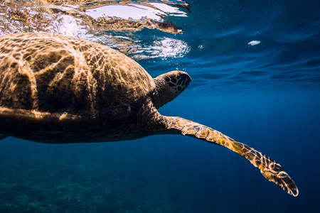 Sea turtle swim in blue ocean. Green sea turtle underwaterの写真素材