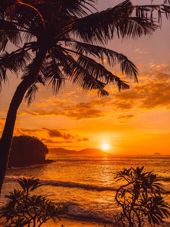 Coconut palm and sunrise at tropical beach with seaの写真素材