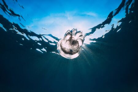 Sea life with jellyfish underwater in sea