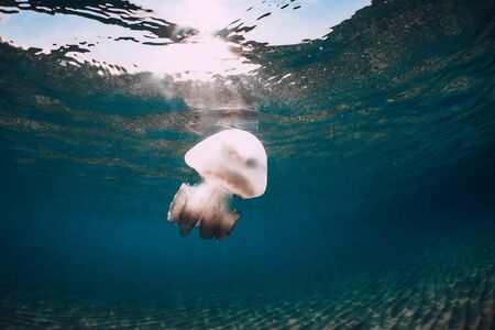 Sea life with jellyfish underwater in sea