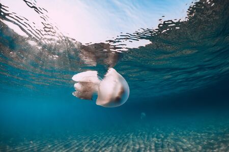Sea life with jellyfish underwater in blue sea with sandy bottomの写真素材