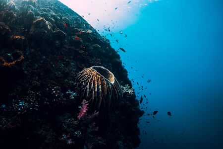 Underwater world with corals and tropical fish at shipwreck. Underwater nature in blue oceanの写真素材