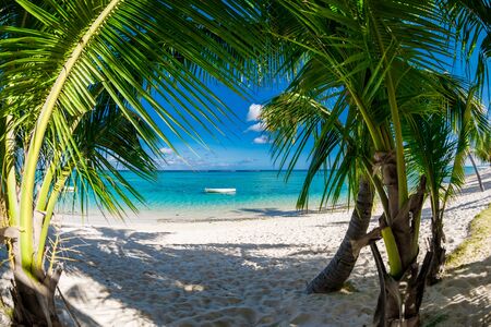 Palm luxury beach with coconut palms, sand and quiet ocean. Tropical holiday bannerの写真素材