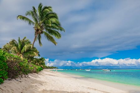 Tropical luxury beach with ocean and coconut palmの写真素材