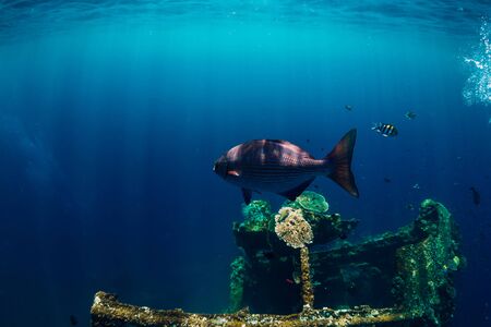 Beautiful underwater world with tropical fishes and corals at shipwreck