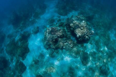 Tranquil underwater scene with corals. Blue tropical seaの写真素材