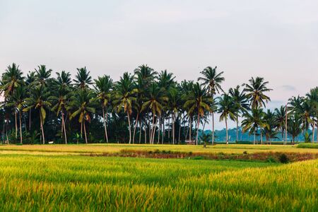 Rise fields with coconut palms. Tropical landscape in Baliの写真素材