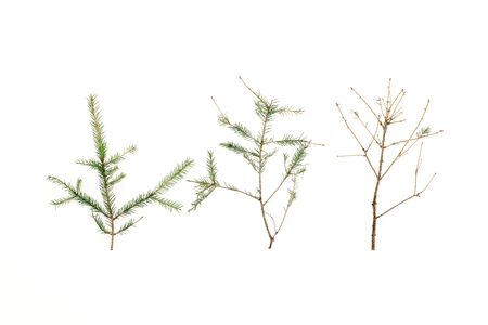 Fir branches after New year with fallen foliage on white background. Flat lay, top viewの写真素材