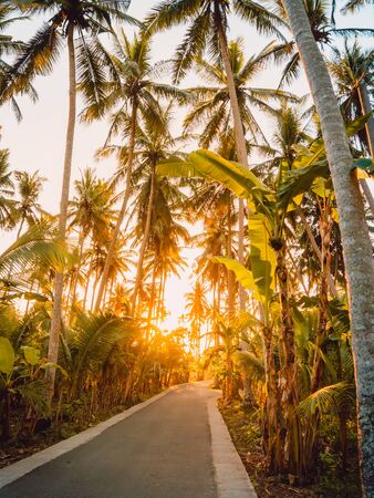 Road in palm jungle with sunset light on Nusa Penida island. Coconut palms and roadの写真素材
