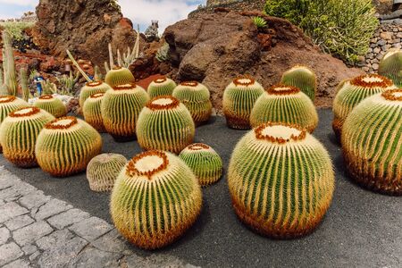 Cactus garden in Lanzarote island, Canary Islandsの写真素材