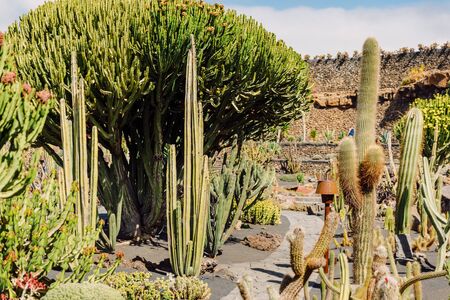 Cactus garden in Lanzarote island, Canary Islandsの写真素材