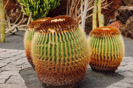 Cactus garden with plants in Guatiza village, Lanzarote island, Canary Islandsの写真素材