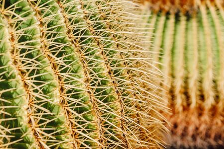 Cactus garden with plants in Guatiza village, Lanzarote island, Canary Islands