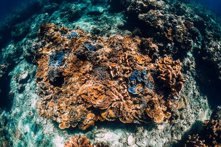 Tropical blue ocean with corals underwater at Hawaii