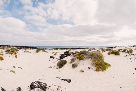 Sandy beach with ocean and plants in Lanzarote, Canary islands
