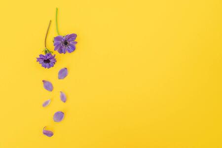 Anemones flowers with copy space on yellow background. Flat lay.の写真素材