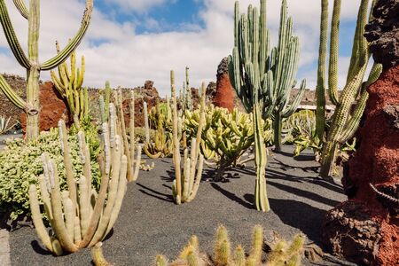 Amazing cactus garden in Lanzarote island, Canary Islandsの写真素材