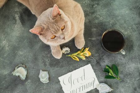 Scottish kitten and coffee mug with paper card on gray background. Flat lay, Top viewの写真素材