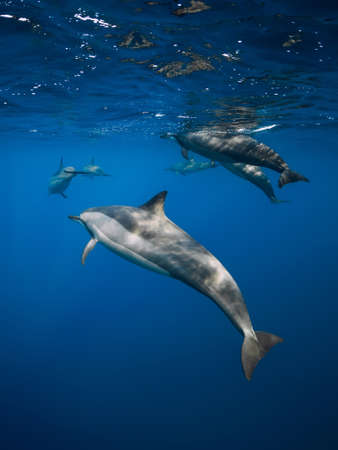 Family of Spinner dolphins in tropical blue ocean with sunlight. Dolphins in underwaterの写真素材