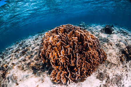 Big coral in tropical blue ocean underwater