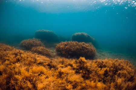 Underwater view with red seaweed at rocks in transparent blue seaの写真素材