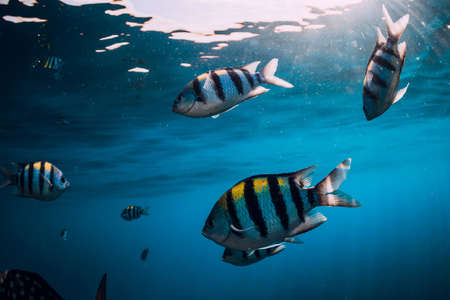 School of tropical fish in blue ocean. Underwater sea world with fishes.の写真素材