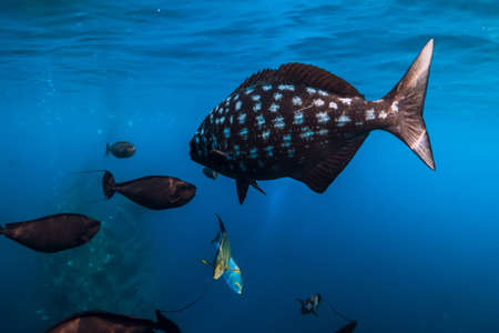 School of tropical fish in blue ocean. Underwater sea world with fishes.の写真素材